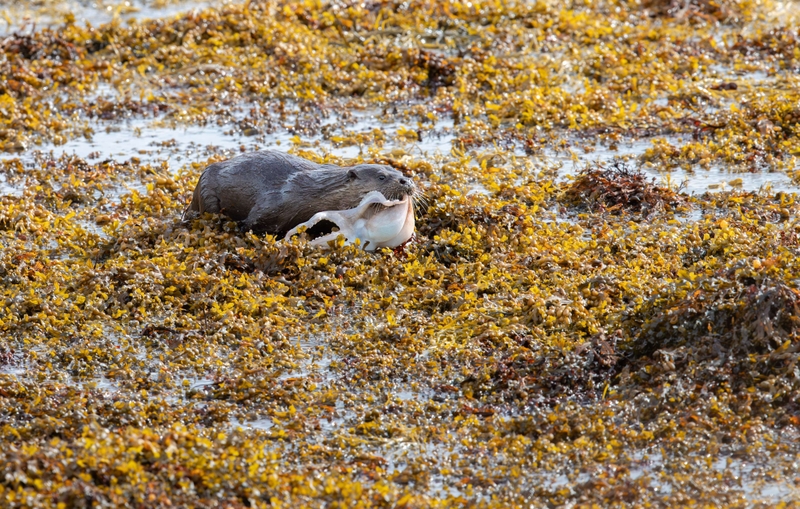 Eurasian Otter - Isle of Mull - Scotland