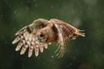 tawny owl Strix aluco-8008
