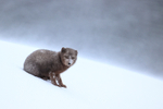 Arctic Fox sitting blowing snow, Hornstrandir, Iceland