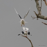 Black-winged Kite (Elanus caeruleus) ad