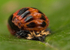 Harlequin Pupa
