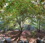 Fairy Light, Beebe Woods - Falmouth