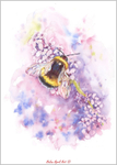 Bee and Lavender 771