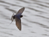 Swallow in flight at Higher Moors Reserve, St. Mary's