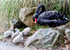 RSPO28 Postcard Black Swans and Cygnets 2
