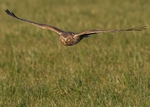 Hen Harrier portfolio