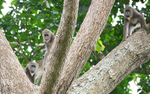 Mandrills