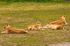 Lions - DSC_0447