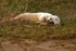Grey Seal Pup