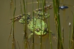 Marsh Frog