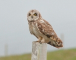 Short Eared Owl, Uist