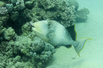 Triggerfish