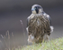 Juvenile Peregrine Falcon