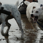 I want that stick...