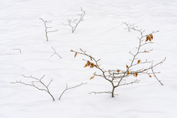 Chilly saplings