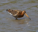 Black Tailed Godwit