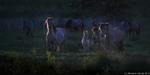 Konik (Equus caballus) family at sunrise