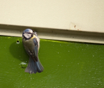 Blue Tit