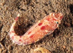 Diplecogaster bimaculata