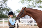 Class 27 - IH Competition Horse or Pony portfolio