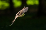 Tin Tin the Kestrel