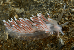 Fjordia sp.