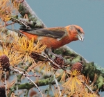 Male Crossbill