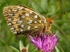 Dark Green Fritillary