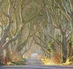 A New Day, Dark Hedges, (Game of Thrones), Northern Ireland.  EDC 314