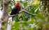 Male Rufous-necked Hornbill