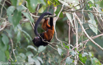 Tamarin Monkey