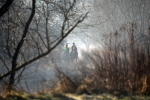 River Frome misty mornng  B0190