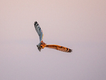 Short-eared Owl