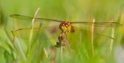 Dragonflies _0002