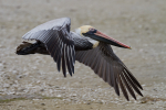 Brown Pelican