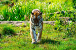 Amur Tiger - DSC_0150