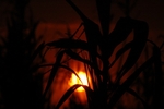 Corn Sunset