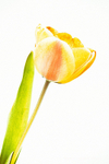 060420 -185764ab