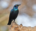 Bronze tailed Glossy Starling