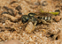 Halictus tumulorum (f)