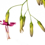 Purple mountain lettuce (Prenanthes purpurea)