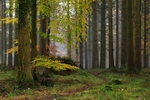 Misty Autumn Woodland No.1
