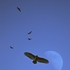 Buzzards-moon-1-