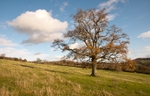 Hope Dale tree