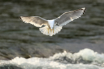 Short-billed Gull portfolio