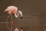 American Flamingo close view, Floreana, Galapagos