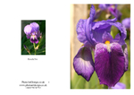 011 Bearded Iris