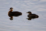 Red-necked Grebes (adult & juvenile) on the water at Potter's Marsh
