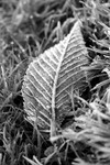 frosty leaf