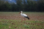 White Stork